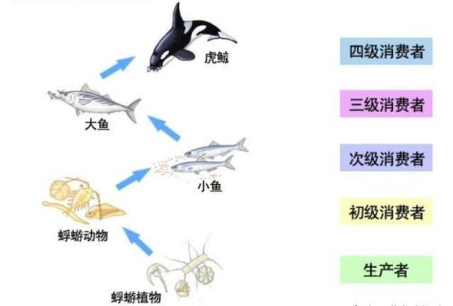 互联网新闻食物链(食物链和食物网的定义及意义?)